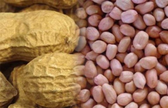 cashew-nut-peanut-cocoa-united-arab-emirates-big-1