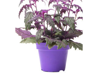 Gynura Aurantiaca purple Plants