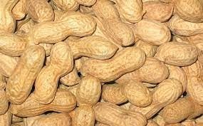 cashew-nuts-united-arab-emirates-big-1