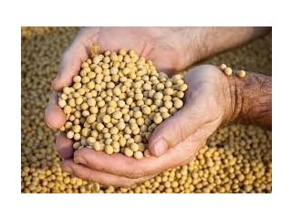 Soybean Sales - United Arab Emirates