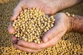 soybean-sales-united-arab-emirates-big-0